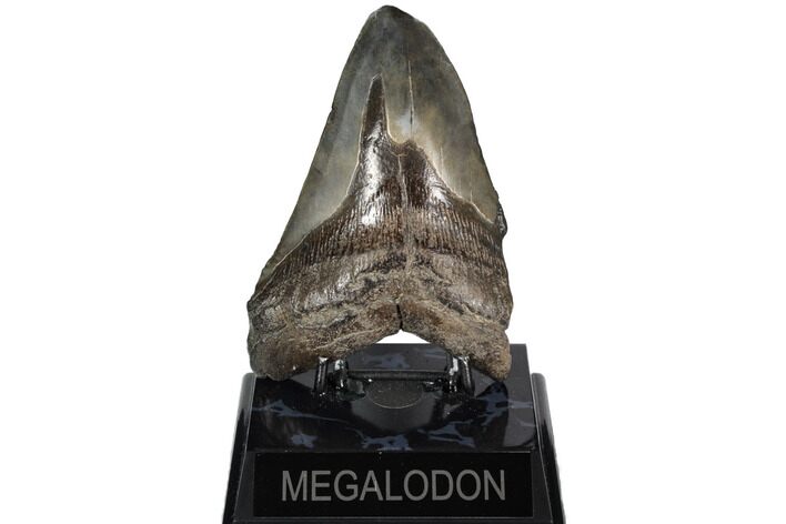 Bargain, Fossil Megalodon Tooth - South Carolina #186659